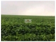Fazenda com 35000 hectares, com 17000 hectares abe