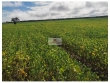 Fazenda com 2400 hectares, 800 hectares produindo