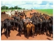  Fazenda com 7300 hectares, com área aberta de 400