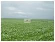 Fazenda com 57 mil hectares, com 19 mil hectares a