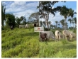 Fazenda com 1600 hectares, com 500 hectares de cap