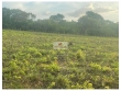 Fazenda com 109 hectares, cercada, com 2100 metros