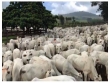 Fazenda na região de Palestina de Goiás-GO, com ár