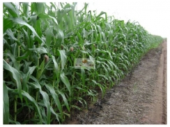 Fazenda na região de José de Freitas-PI, com 751 hectares, dupla aptidão, terra bruta, própria para grãos