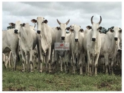 Fazenda com 3.614 hectares, terra bruta, dupla aptidão, margem do Rio Parnaíba