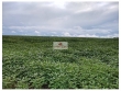 Fazenda com 11800 hectares, sendo 4500 hectares a